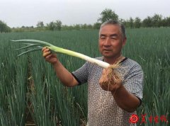 渭南五百吨大葱滞销 三毛一斤没人买