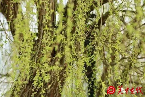 万条垂下绿丝绦！汉中江边绿成一道风景线！