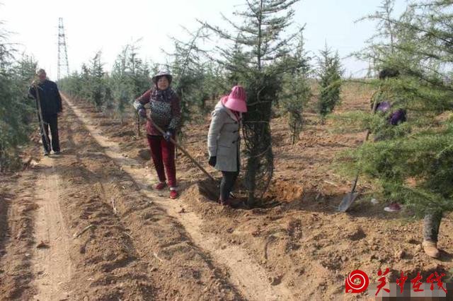 合阳县为高速公路建造绿色屏障