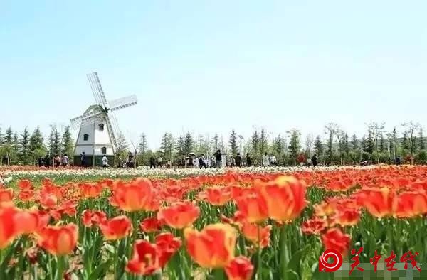 泾河新城智慧农业园的郁金香花海清新雅丽赏心悦目