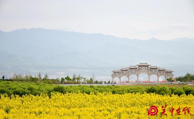 宝鸡丨蟠龙塬千亩油菜花绽放！你和小伙伴浪过吗？
