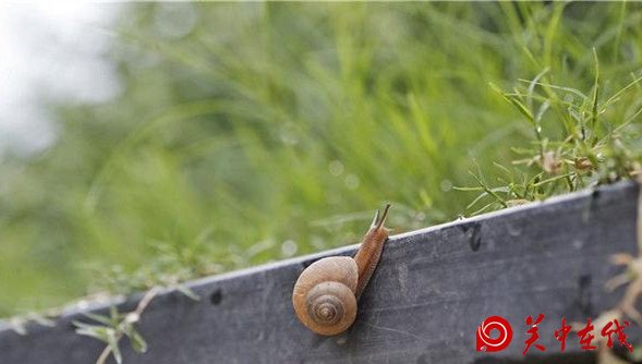 【关中在线】立秋到雨水来 未来三天想要的凉爽西安都给你