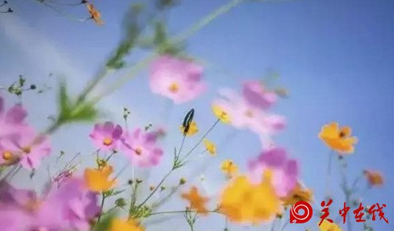 【关中在线】西安周边竟然有这么多的花海，景色美爆了，你知道在哪吗