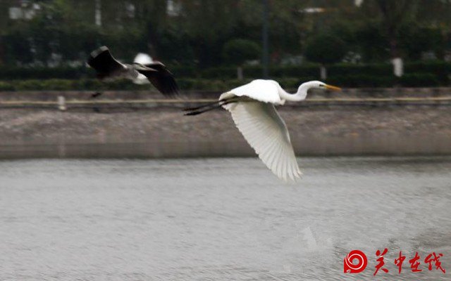 【关中在线】大荔同州湖绿色生态映眼帘 白鹭嬉戏湖上飞