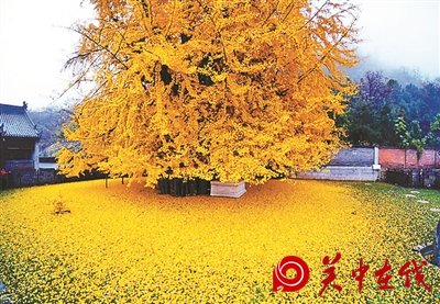 【关中在线】西安古寺千年银杏树成“网红” 参观需微信预约