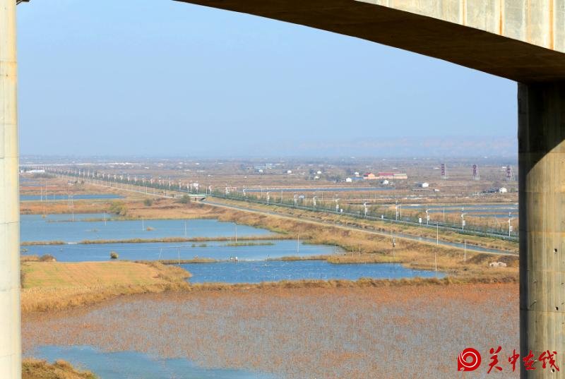 【关中在线】洽川芦花，绽放在沿黄公路最美段