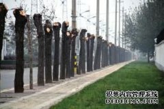 柳树“被砍头”原是为防虫