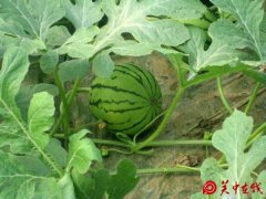 蒲城建财绿色西瓜专业合作社