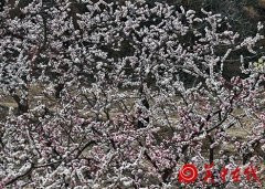 万亩杏花绽放沁人心肺