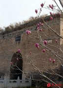 大荔“天下第一仓”玉兰花绽放春意浓