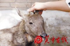 渭南首次发现国家二级重点保护动物斑羚