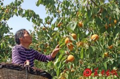 段家垣沟壑种大杏卖上好价钱