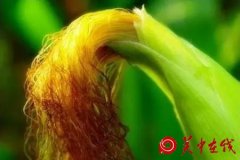  煮玉米前1个小动作，能随手收获大营养
