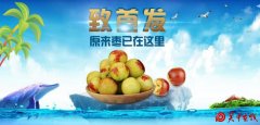大荔冬枣京东首发仪式即将起航