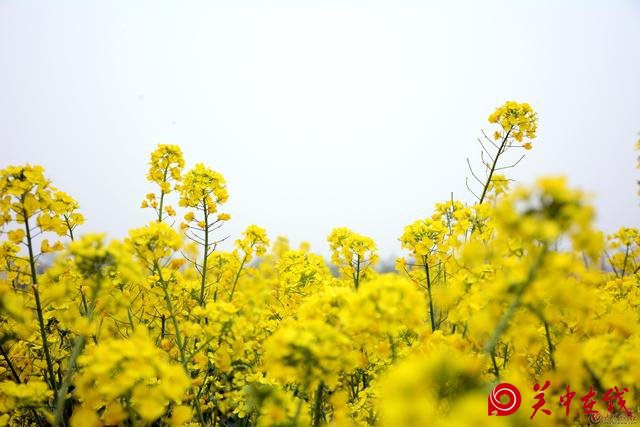 宝鸡丨蟠龙塬千亩油菜花绽放！你和小伙伴浪过吗？