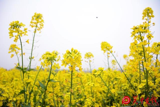 宝鸡丨蟠龙塬千亩油菜花绽放！你和小伙伴浪过吗？