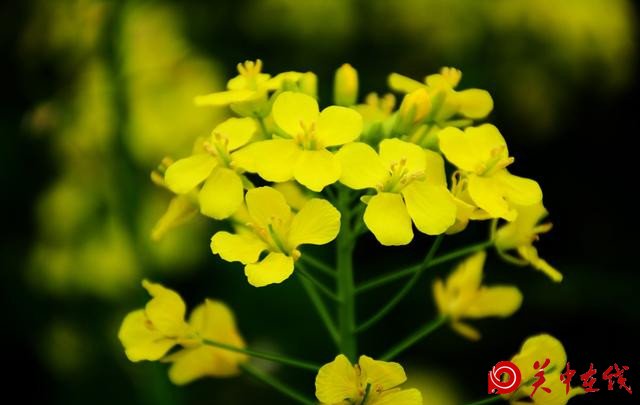 宝鸡丨蟠龙塬千亩油菜花绽放！你和小伙伴浪过吗？