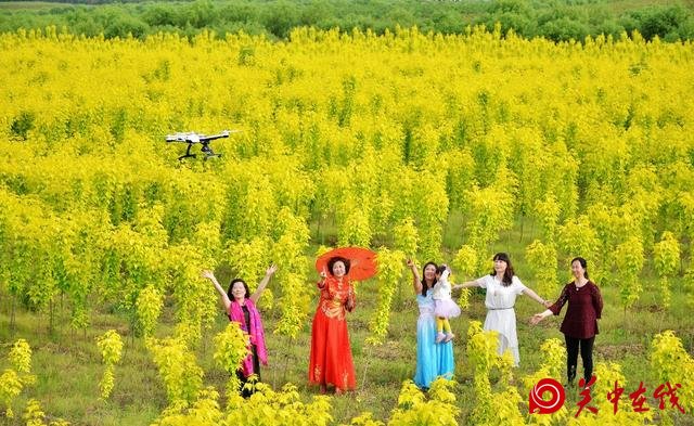 宝鸡丨蟠龙塬千亩油菜花绽放！你和小伙伴浪过吗？