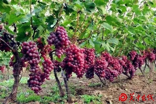 渭南旅游新星—牒吴民俗村，是在下吉还是下邽呢？