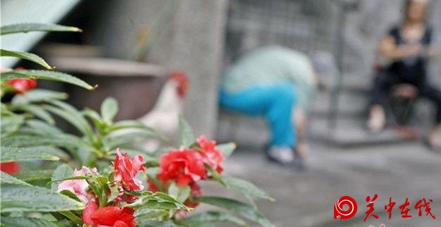 立秋到雨水来 未来三天想要的凉爽西安都给你