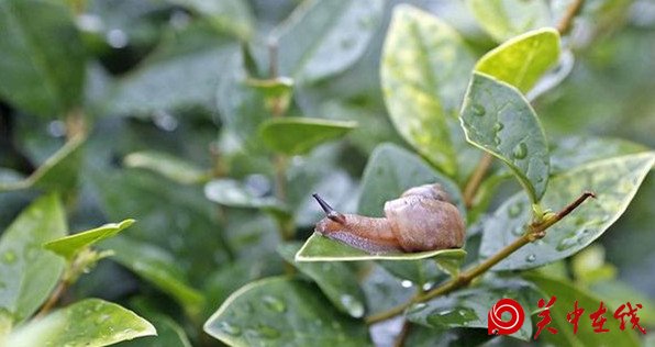 立秋到雨水来 未来三天想要的凉爽西安都给你