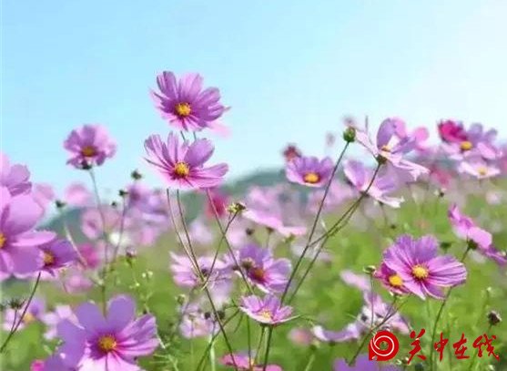 西安周边竟然有这么多的花海，景色美爆了，你知道在哪吗