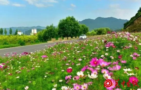 西安周边竟然有这么多的花海，景色美爆了，你知道在哪吗