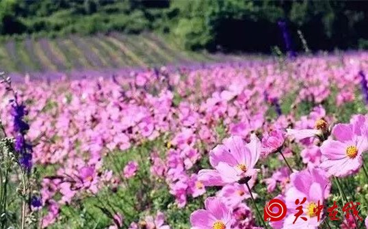西安周边竟然有这么多的花海，景色美爆了，你知道在哪吗