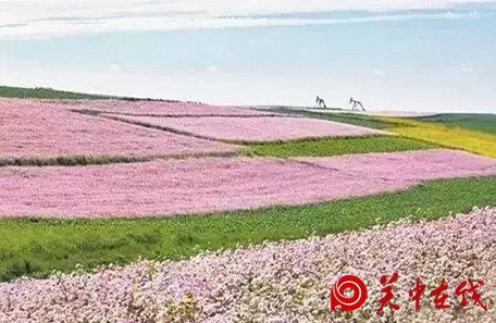 西安周边竟然有这么多的花海，景色美爆了，你知道在哪吗