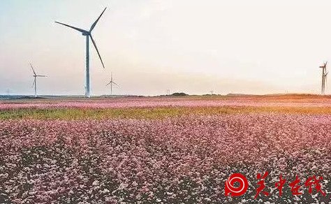 西安周边竟然有这么多的花海，景色美爆了，你知道在哪吗
