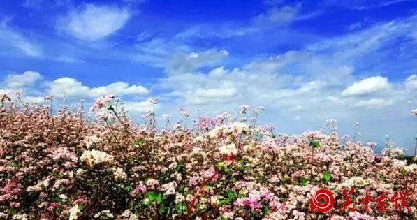 西安周边竟然有这么多的花海，景色美爆了，你知道在哪吗
