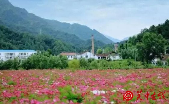 西安周边竟然有这么多的花海，景色美爆了，你知道在哪吗