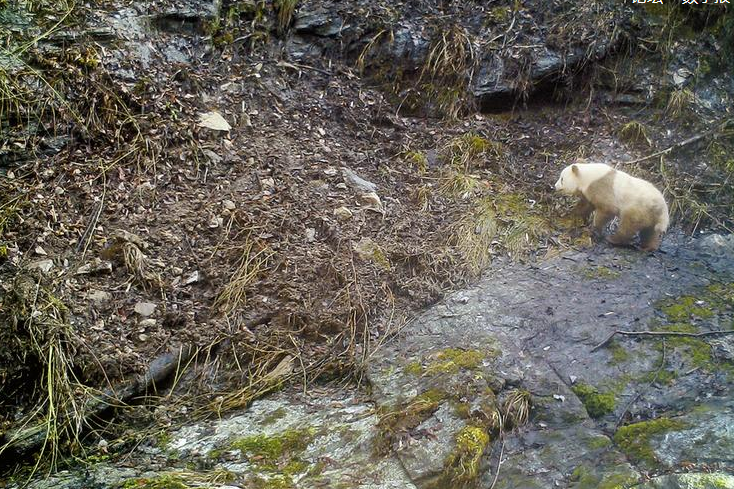 【关中在线】健康成年野生棕色大熊猫再现秦岭