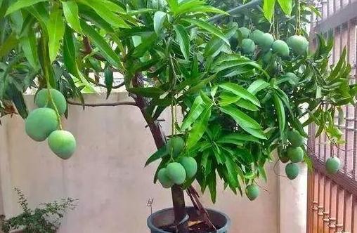 【关中在线】吃剩下的芒果核不要扔，找个花盆，自己在家种，也能开花结果