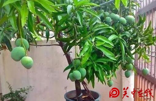 吃剩下的芒果核不要扔，找个花盆，自己在家种，也能开花结果