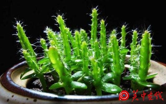 吃剩下的芒果核不要扔，找个花盆，自己在家种，也能开花结果