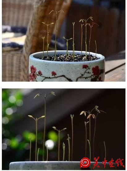 吃剩下的芒果核不要扔，找个花盆，自己在家种，也能开花结果