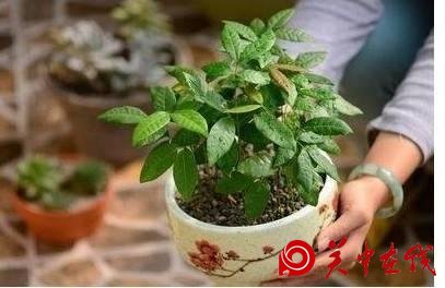 吃剩下的芒果核不要扔，找个花盆，自己在家种，也能开花结果