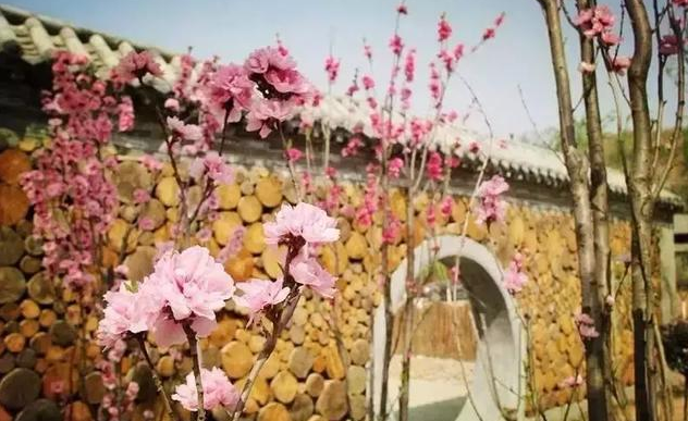 【关中在线】渭南：春游好去处 探秘桃花源