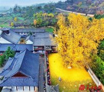 【关中在线】世界上最美的10棵树：中国也有一棵 树龄1400多岁！
