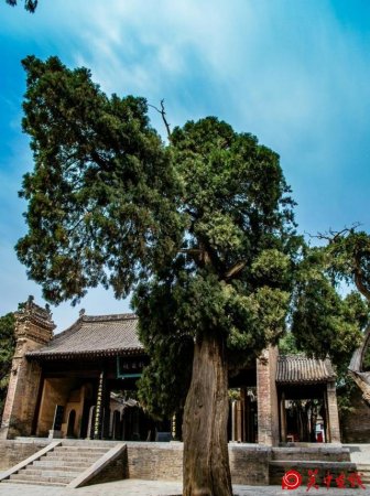 仓颉庙共有48棵古柏，每个古树都有一个奇特的名字和美丽的故事