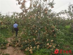 【破小案 暖民心】白水县公安局林皋派出所快速揪出毁农“黑手”