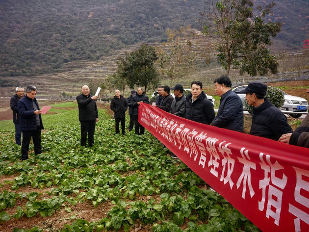 陕西汉中：银发专家田间破难题，科技助农稳丰产