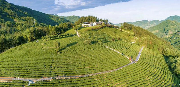 紫阳茶园.jpg