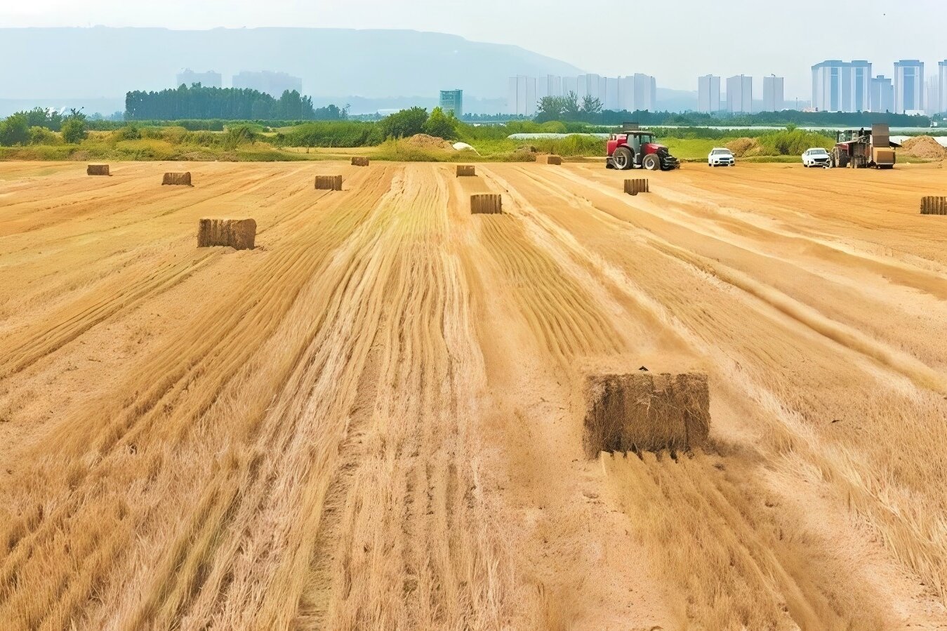 东秦热评丨从“一根针”到“满仓粮”，渭南夏粮何以丰收
