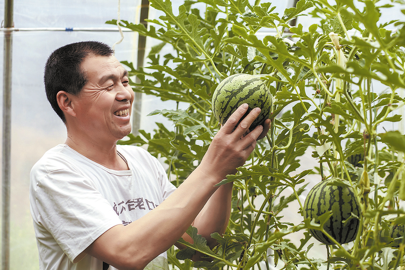 汇聚强大合力 推进乡村振兴丨做优品种 做强品牌 蒲城西瓜种得好、卖得俏